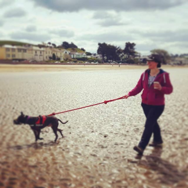 dogs_pyjamas's tweet photo. Hello everyone! Today is day one of March Meet the Maker! The theme today is story, so here is ours! After graduation I spent years trying to break into the competitive illustration business with only so-so success. It wasn't until we adopted our rescue … https://t.co/DMIpqFqi6K https://t.co/qKoS364kis