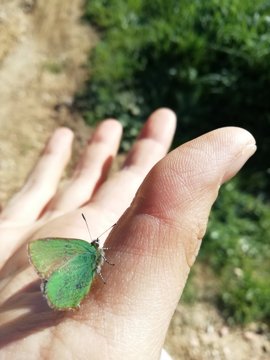 ErikaSo_'s tweet photo. Gran inici de temporada! 15 espècies en el nou itinerari de Sant Antoni de Vilamajor del @catalanbms @socunBot #cbms #setmana1
Grhamni
Gcleo
Cargiolus
Lceltis
Vcardui
Crubi
Ecrameri
Prapae
Pnapi
Npolychloros
Paegeria
Lmegera
Vatalanta
Lphlaeas
Ccrocea https://t.co/ixMRmy82oq