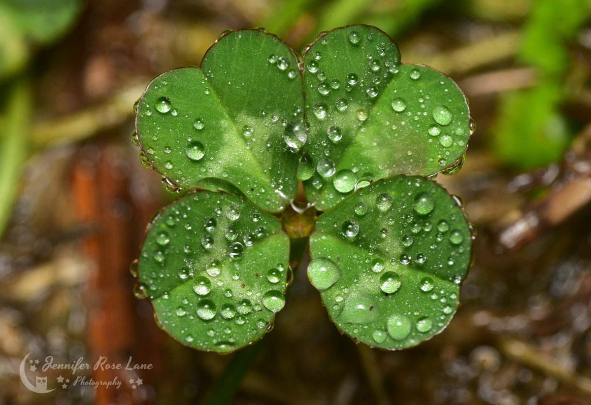 Jens_Starry_Sky's tweet photo. Hello #March! Looking forward to all the new #green 💚🍀🌱☘️🌿💐 Happy Sunday 🙂 #FourLeafClover #SpringIsComing #FirstDayOfMarch #weather #seasons #macro #MacroPics #nature #NaturePics #pics #photography @MacroHour https://t.co/AModgL8nRY