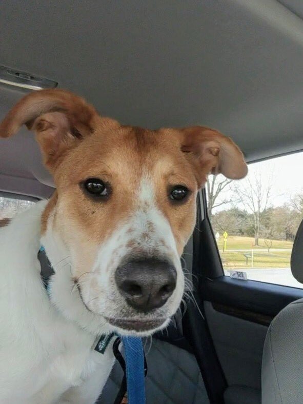 Sammy’s update this week! Sammy had a less than ideal start in life, living 12 hours a day in a crate without much stimulation or training. He's making up for lost time. We expect he will only get better as he matures! Sammy is sponsored to HOPE by Animal Rescue, Inc.