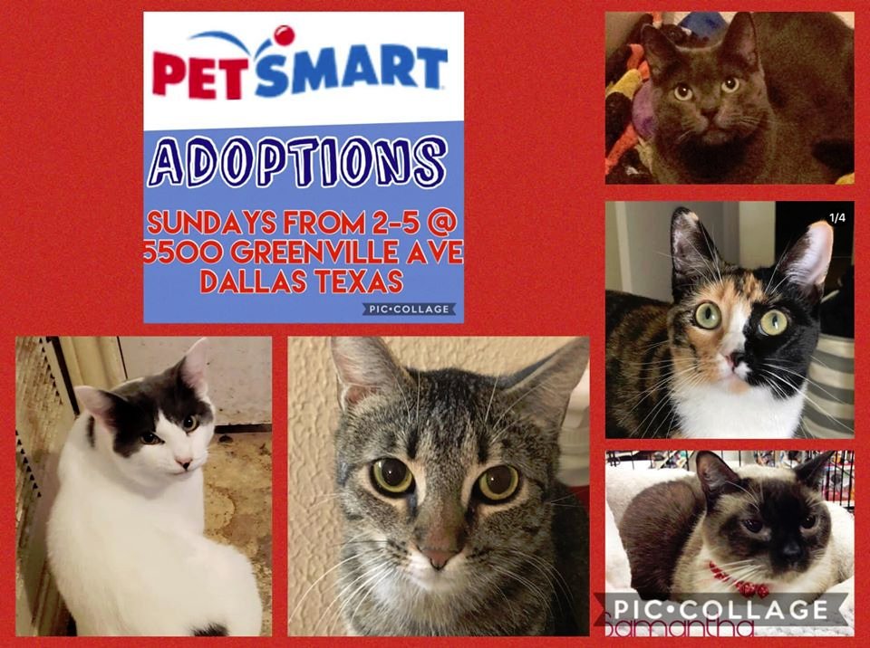 txpawprints's tweet photo. Bake sale continues! 🍪🧁🎉

Join us at @Petsmart on Greenville ave today 12-5 pm to meet our adoptable cats and kittens, and grab something for your sweet tooth!🍰

Proceeds from the sale go to pay off our vet bills

#AdoptDontShop #dallasevents #dfwevents #rescue #rescuecat https://t.co/bj285teIdE