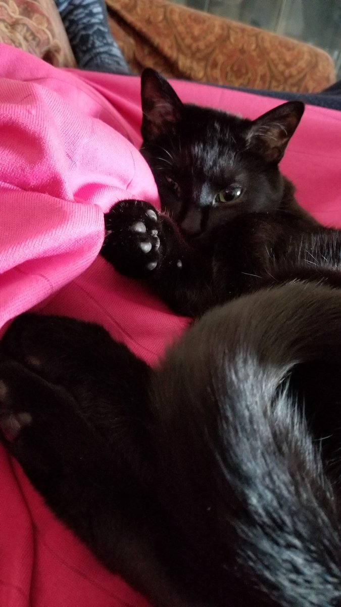 vintagepix's tweet photo. Finally escaped from being trapped under @yourevilcats but got these photos before that. #CatsOfTwitter #BlackCat #ToeBeans #LazySunday https://t.co/qNdz7FwRpw