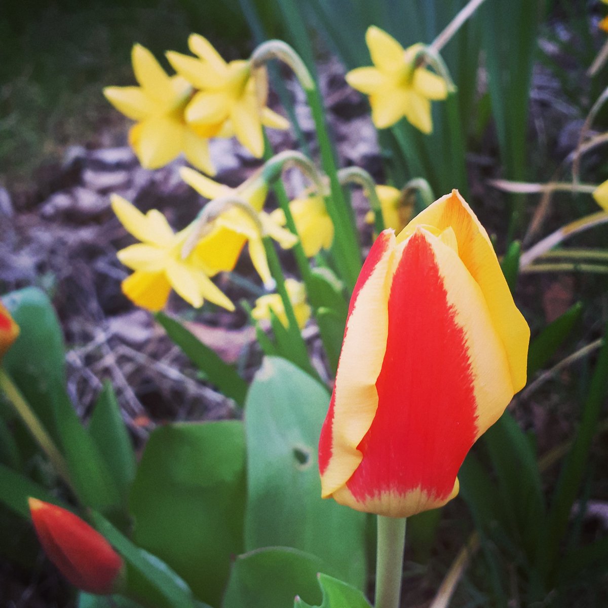 Well done to Happy Cats Childminding for keeping their planter at Lingfield Road garden looking great! <a href="/egsteve1/">egsteve</a>