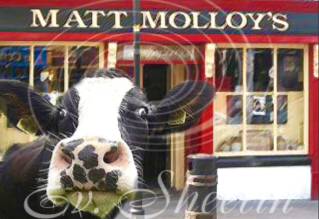 EditingIreland's tweet photo. This cow fairly makes his way around Mayo 🐮 ❤️⁦@mattmolloyspub⁩ ⁦@WestportIreland⁩ ⁦⁦@WestportNow⁩ ⁦⁦@wildatlanticway⁩ https://t.co/gyDvyhsi7F