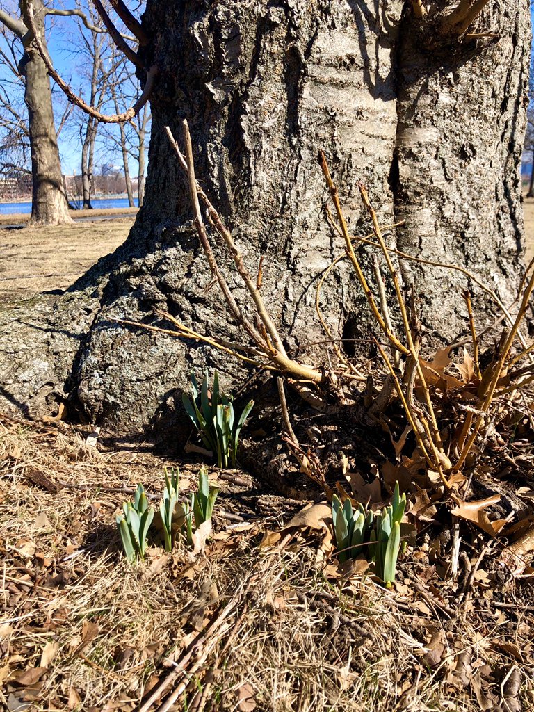 Emjay1028's tweet photo. Despite the frigid temps and ice along the #CharlesRiver, I can see you, #spring! 😍 #ViewFromMorningRun #Boston #MJRunsOnSunshine #AndDunks #LousySmarchWeather #ICantFeelMyFace #Esplanade https://t.co/ZtSYGxVRPT