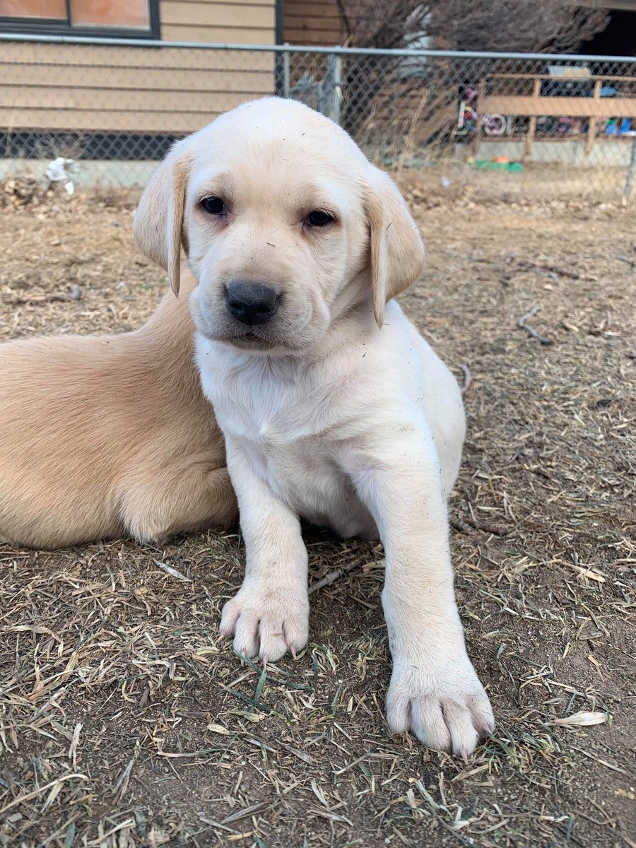 ABRobinette1's tweet photo. Guess what? I'm going to have another puppy in a few weeks!! A friend of mine's labs had puppies. They're so cute! This is Maisie. ❤ https://t.co/FEbU3kLLbt