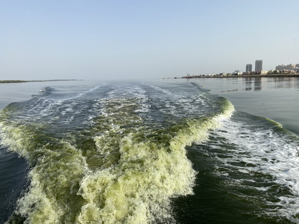 Lime green coloured water is churned up in a boat’s wake at Gizri creek near the mouth of the Malir river in the afternoon today. Flamingoes, pelicans and other migratory birds feed in the mudflats of the area during low tide. #Karachi #MangroveCreeks #BiodiversityHotspot