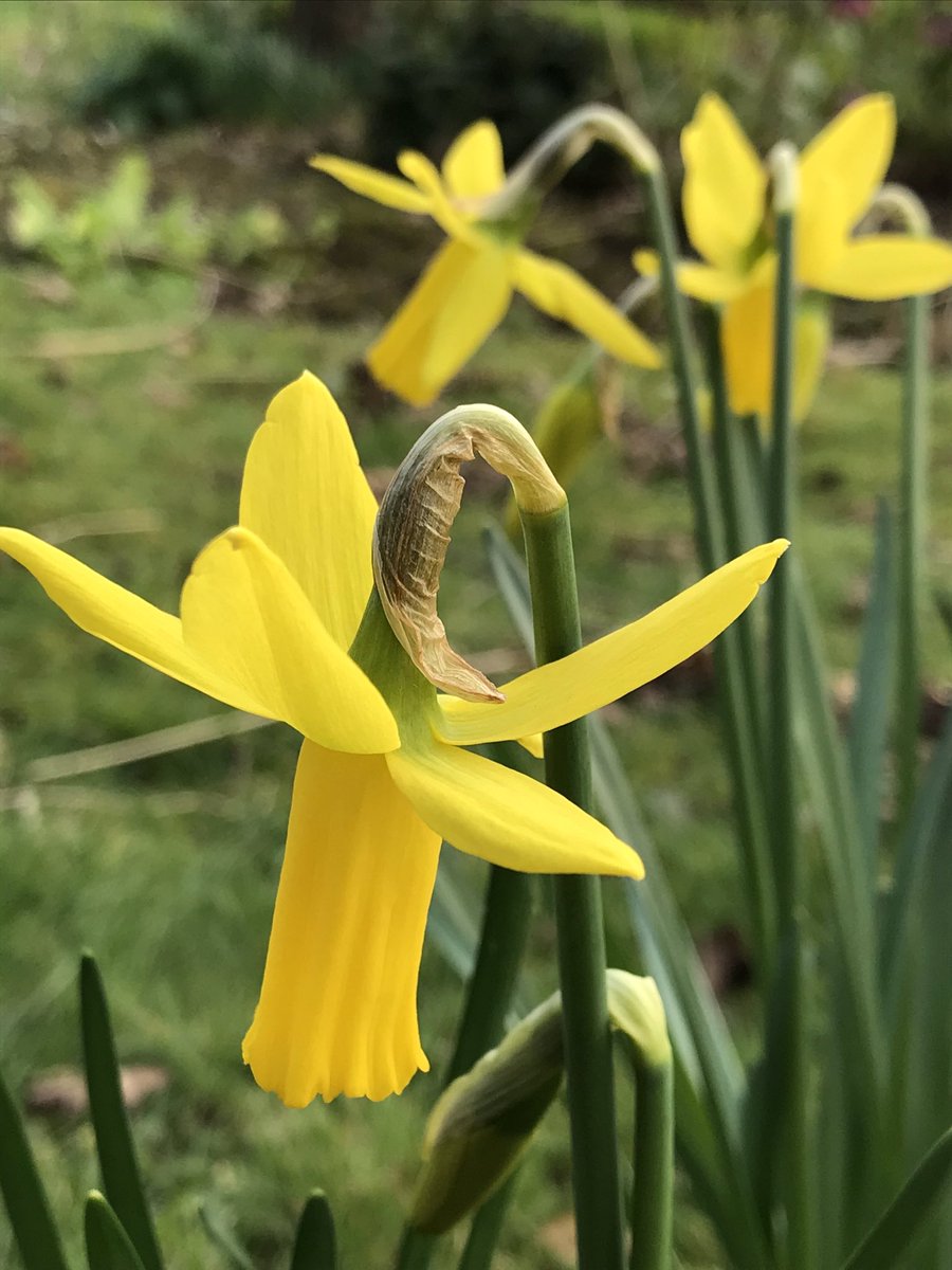 Our #plant stall will reopen on Friday 6th March - another sign that it’s now officially #Spring 
Lots of colour for your #gardens already as it’s been so mild!

You might think these Narcissi Rapture got caught in one of the storms but windswept is their look!