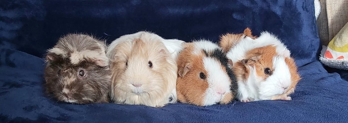 judefire33's tweet photo. Look it’s the #Spice #pigs #Daisy #Lola #Poppy #Barbara 🤣😂🤣 #guineapigs #Divas #princesses #indoor #freerange #cavys https://t.co/LG7EgHvuMt