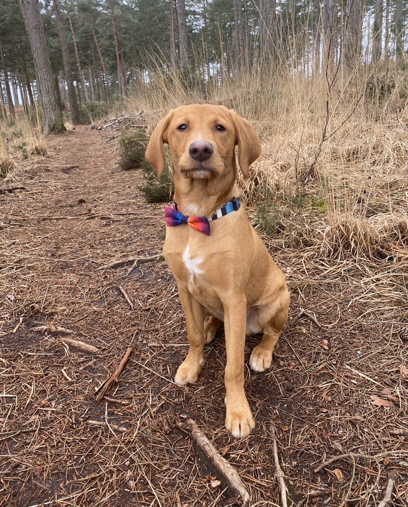 AdventuresPaws's tweet photo. @TheoPaphitis Hi @TheoPaphitis. My name is Zeta and my passion for dogs has become my business. I provide a dog walking service tailored to my client’s requirements. Our lives can get busy and I give my client’s four legged family members the exercise, mental stimulation and love needed. #SBS https://t.co/Xo51C9aMHJ