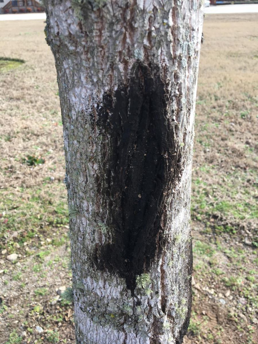 February Tree Care Tip: Properly Care For Tree Wounds / Volunteer Opportunities conta.cc/3ajSVmG