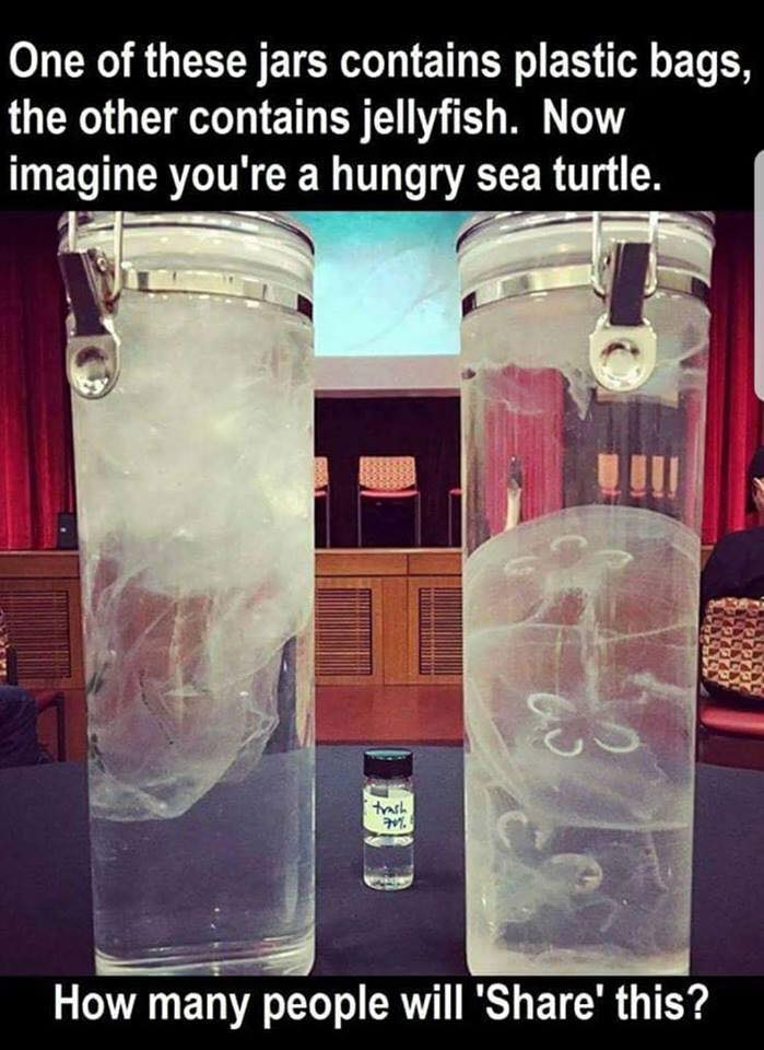 Florida needs at #PlasticBagBan !  Drifting plastic bags kill our sea turtles and clog our stormwater systems.  Good job New York City!