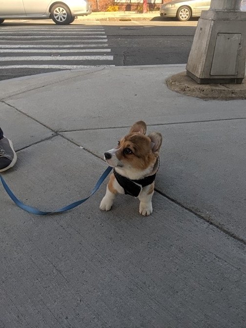 hammmy_sammmy's tweet photo. THIS IS GILMORE I MET HIM OUTSIDE MY YOGA STUDIO ๐ I GAVE HIM A TREAT AND HE BIT ME, 10/10 WOULD LET HIM BITE ME AGAIN #DogsofTwittter #dogsofsomerville #corgi #puppy https://t.co/qCvH0RP4gf