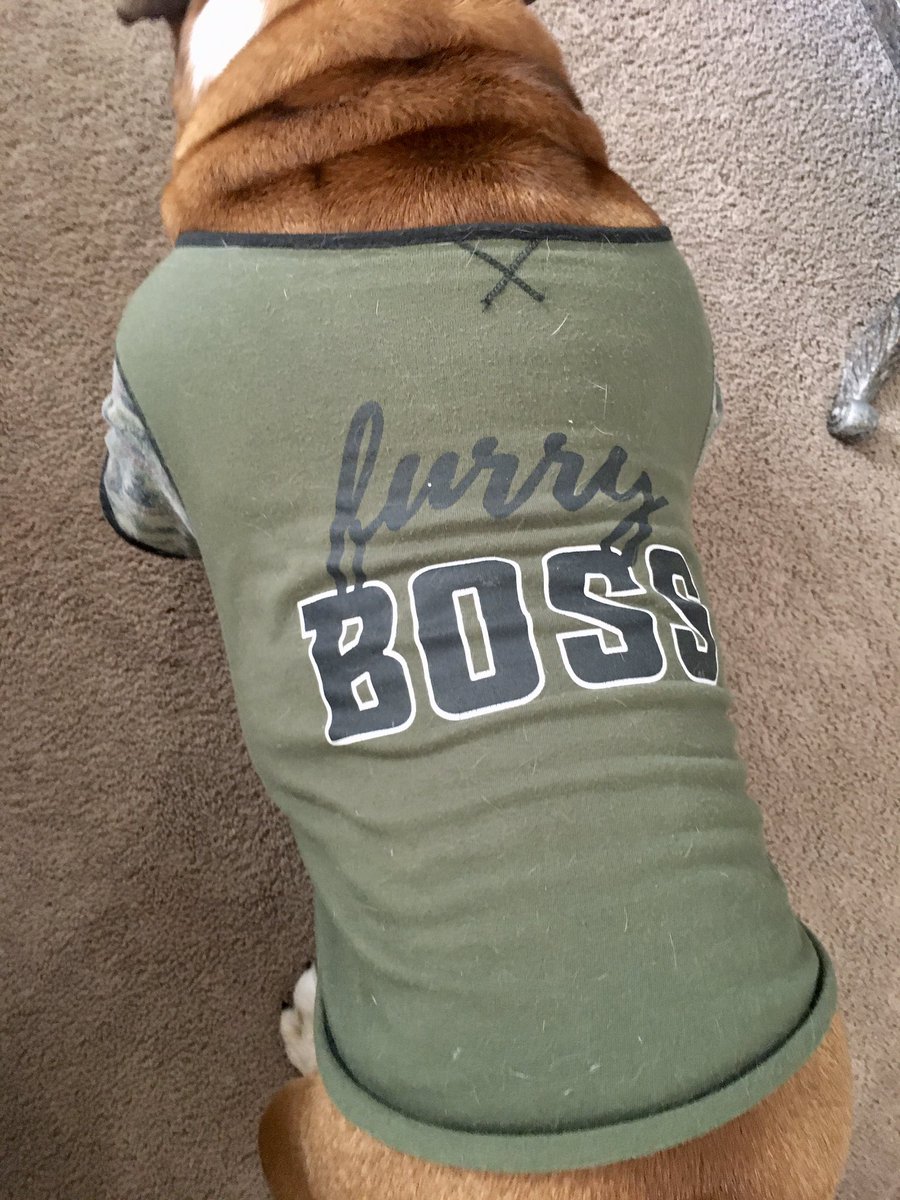 fatty_tank's tweet photo. FURRY B O S S ๐ถโบ๏ธ
.
.
.
#sundayshirt #fashionista #loveshirts #furryboss #fashionbulldog #mylooks #mystyle https://t.co/M3x8RsPMuK