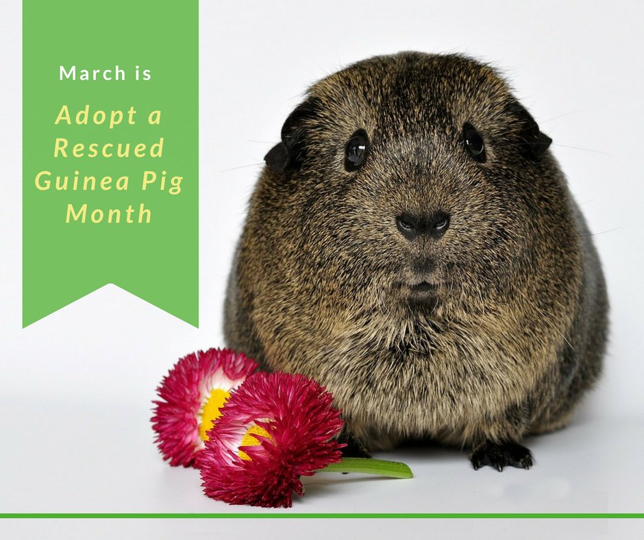 PrevuePetProducts on Twitter "Guinea pigs make great pets!They are are