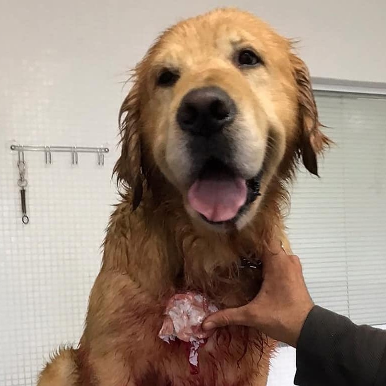 Assessor do PSL do Rio De Janeiro, partido dos valentões armados pelos quais Bolsonaro foi eleito, deu um tiro no peito de um Golden Retrivier. Alegou legítima defesa. É esse tipo de gente que nos governa.