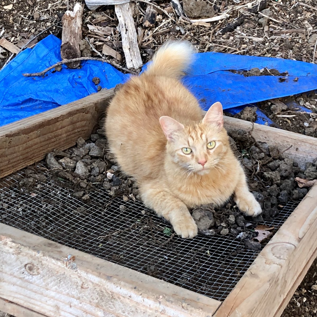 chip_clint's tweet photo. Clint says Sunday is Gardening-Day !!! πΏπ±π΄π¦ βWhat? I thought thatβs how you sift the soil - Iβm just trying to help... πβ #gardening #CatsOnTwitter #HawaiiKitty #Kona #FurrestGrump #cats https://t.co/EKYv9CMp1e