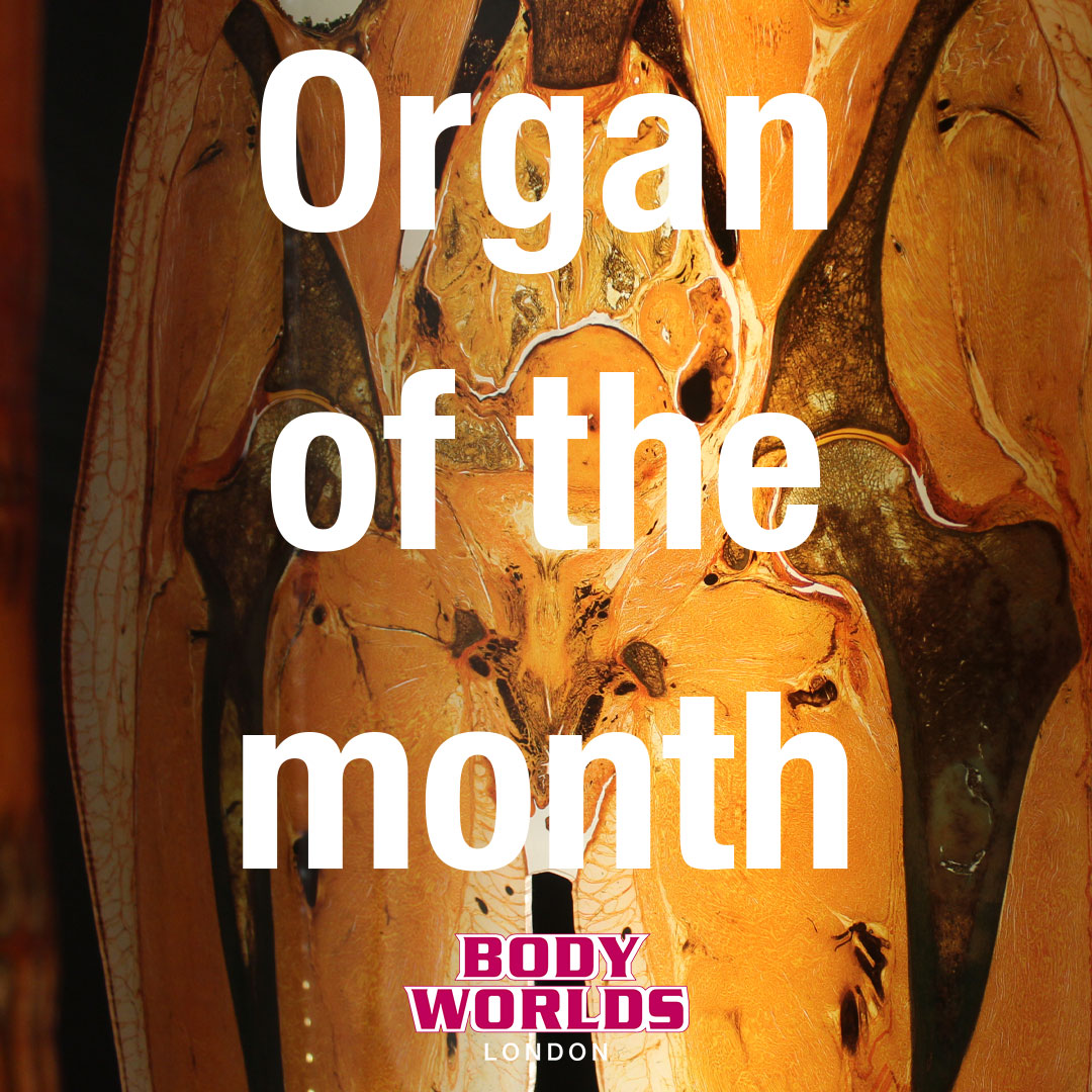 Body Worlds London tweet media