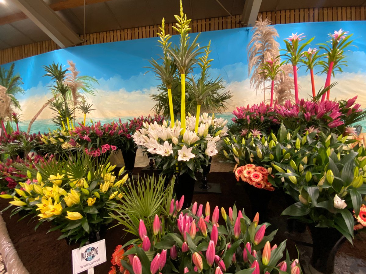 makbreeding's tweet photo. Lentetuin 2020 
#lily #lilium #tropical https://t.co/pu5wlozmxw