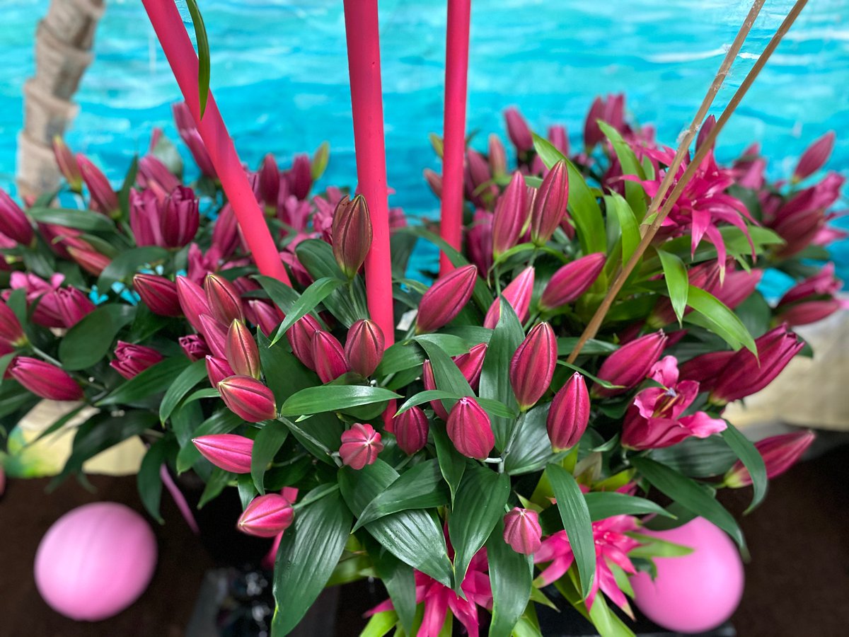 makbreeding's tweet photo. Lentetuin 2020 
#lily #lilium #tropical https://t.co/pu5wlozmxw