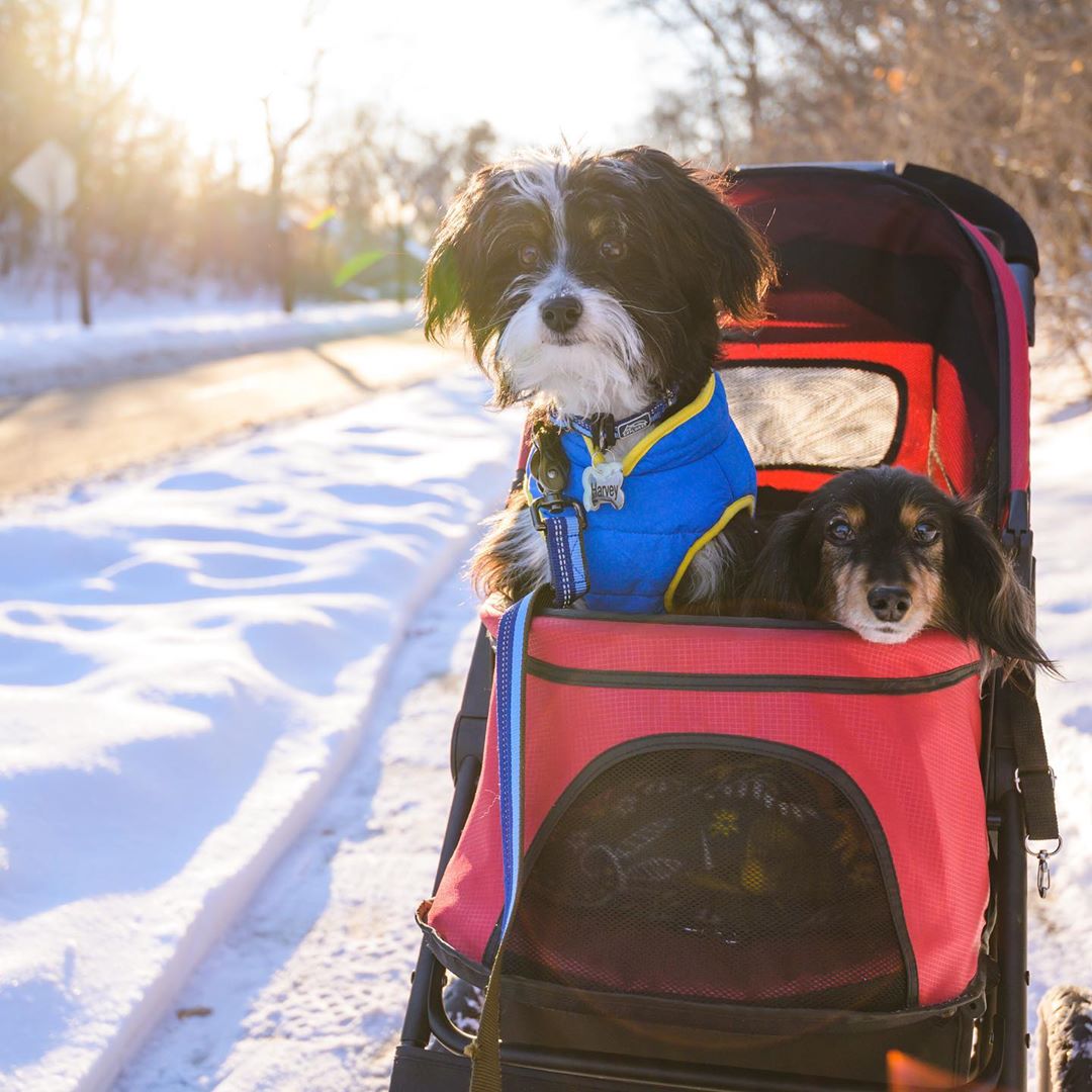 PetmateProducts's tweet photo. Sunday strolling in our Gen7Pets Stroller! #Gen7Pets πΈ: @blazingharvey https://t.co/ppBBDmULvs