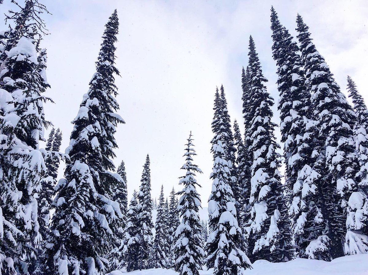 urango's tweet photo. Snow bad days with me brew! @estock2 🏂🍻❄️ #snowbrewing #treeruns #powpow #whistler #whistlerblackcomb @WhistlerBlckcmb @BlendersEyewear https://t.co/VUeRqDvRga