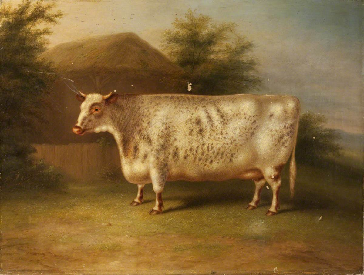 DiezTamayo's tweet photo. El rectangularismo bovino sin duda mi corriente artística favorita https://t.co/SSZLOkbjg7