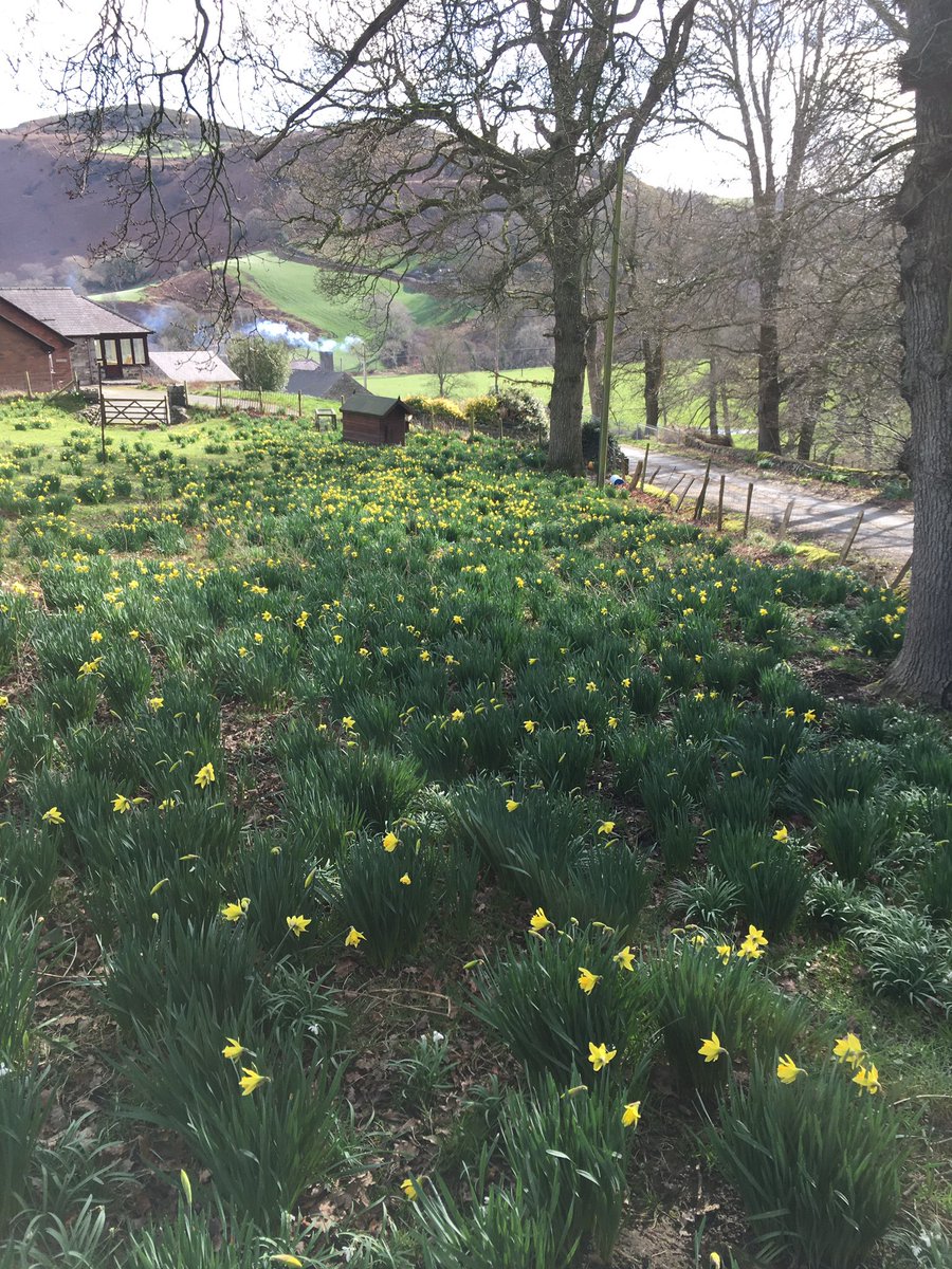 TyMorfa's tweet photo. Dydd Gwyl Dewi Hapus 🏴󠁧󠁢󠁷󠁬󠁳󠁿 Happy St Davids day 🏴󠁧󠁢󠁷󠁬󠁳󠁿 #Cymru #Conwy https://t.co/OnbYnZEyBO
