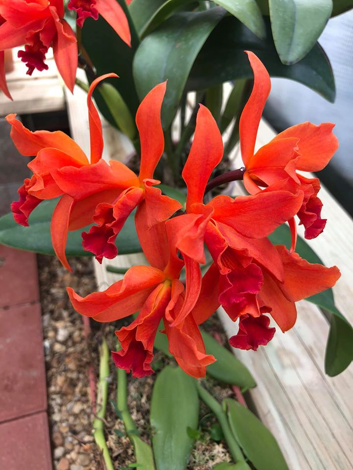 Its officially #march and we haven't tweeted anything in a while. Cheers to this #beautiful Lc. Fire Dance Patricia shared on our Facebook group by Sonny Corkern. #orchidkingdom #flowers #orchid