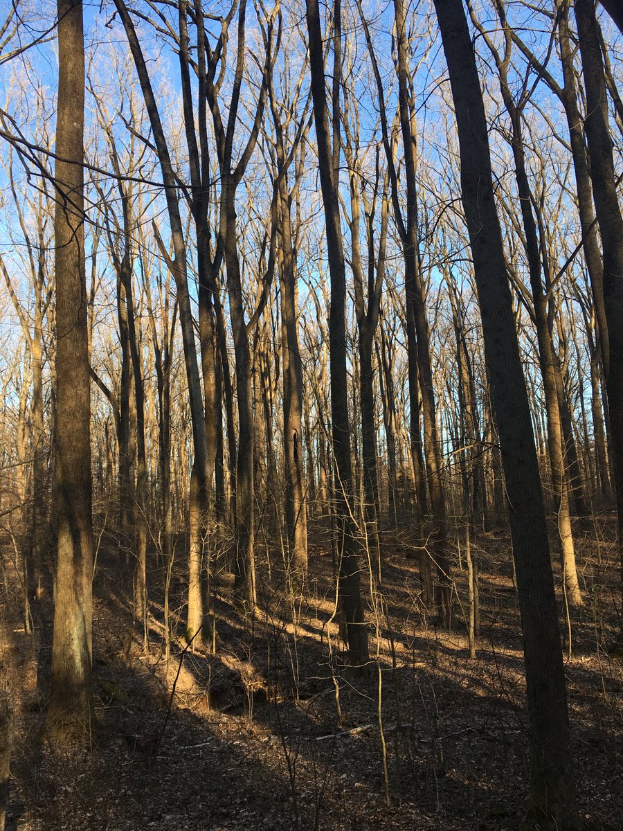 Dr_ThomasZ's tweet photo. Nice and chilly spring walk in the woods with our doggie #Luna. As so often, I was in awe about the beauty of nature - check it out! #ScottsRun https://t.co/QKMXpdOmFp