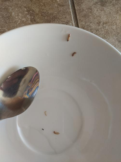 ruthflack's tweet photo. @KraftBrand #forTheWinWin #gross #foodsafety maggots in Mac &amp; Cheese, what the heck, this is supposed to be safe for #kids There are whole, intact #bugs in there #familytime #Dinner https://t.co/T00SxoETya