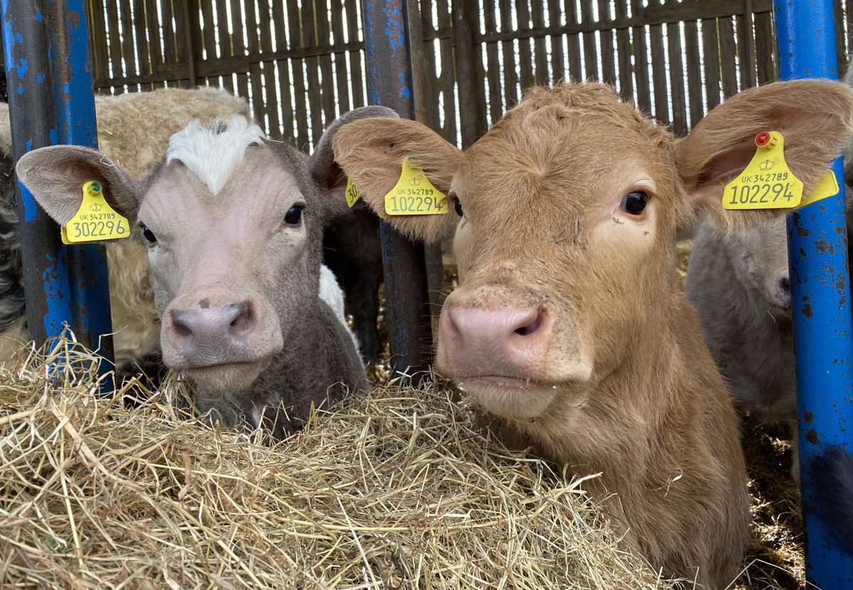 newlandfarm's tweet photo. Charolais X calves growing #Calfpix https://t.co/0o587q8jQI