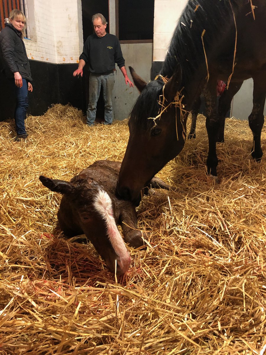 RobertMoss9's tweet photo. New baby boy today #Proconsul #Vezere https://t.co/nHvY44w88U