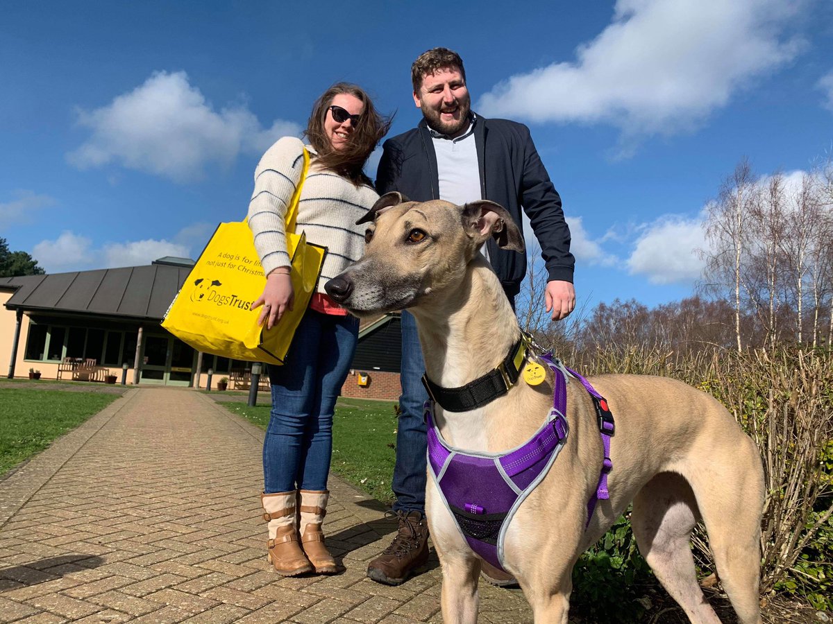 DT_Canterbury's tweet photo. Oh go on then... one last pose before home time! #lurcher #lurcherrescue #adogisforlife #canterburydogstrust #dogstrust #goinghomeday #longtermresident #lurcherlove https://t.co/36thK6isKe