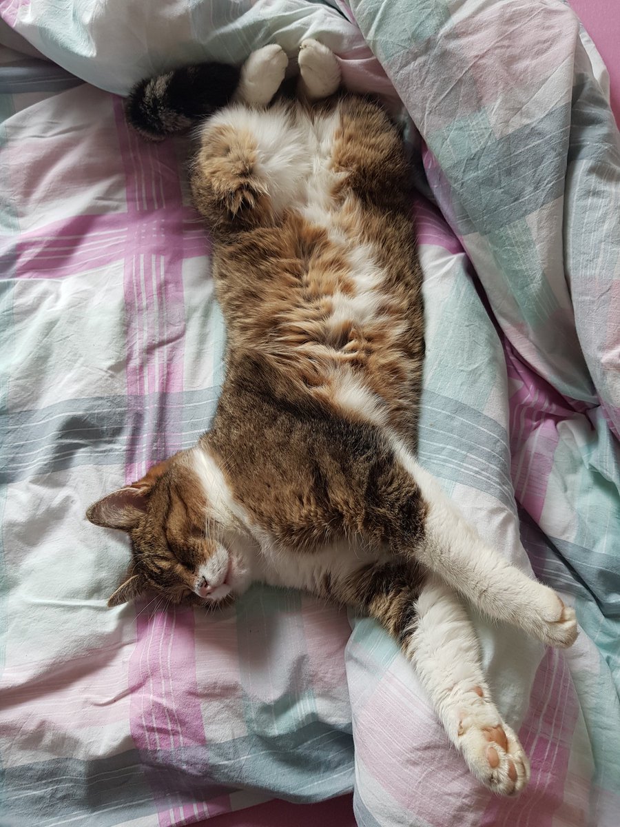 nina_kniel's tweet photo. #catslife #crazycat #gettingcomfortable https://t.co/5ue5glUOhu