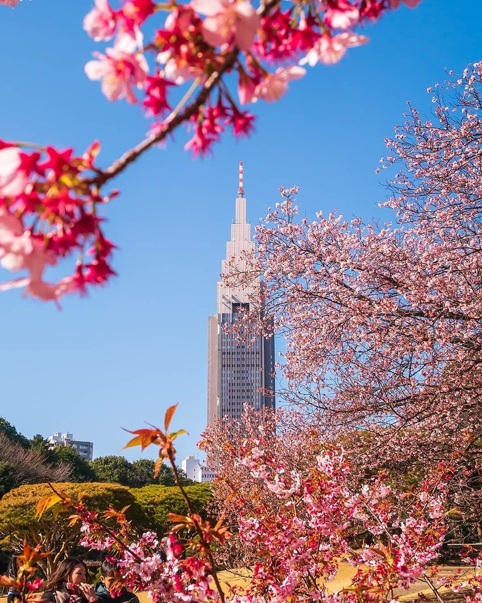 JapansWonders's tweet photo. Repost: ludobabadjo https://t.co/7Mb9MrKzpG

#Japan #日本 #新宿 #Shinjuku #新宿御苑 #shinjukugyoen #桜 #さくら #Sakura #CherryBlossom #AestheticJapan #JapanBeauty #BeautyJapan #JapanWonder #JapanTravel #TravelJapan #JapanCulture #JapanLovers #JapanLover #JapanLandscape https://t.co/N2taGajb3r