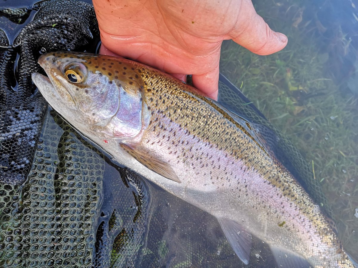 ILukeThomas's tweet photo. Great Saturday for the members opening day at Ynysyfro Reservoir. It was hard going in the morning bbut it soon picked up. #ynysfro #stockiebasher https://t.co/fJiO5A6cyR