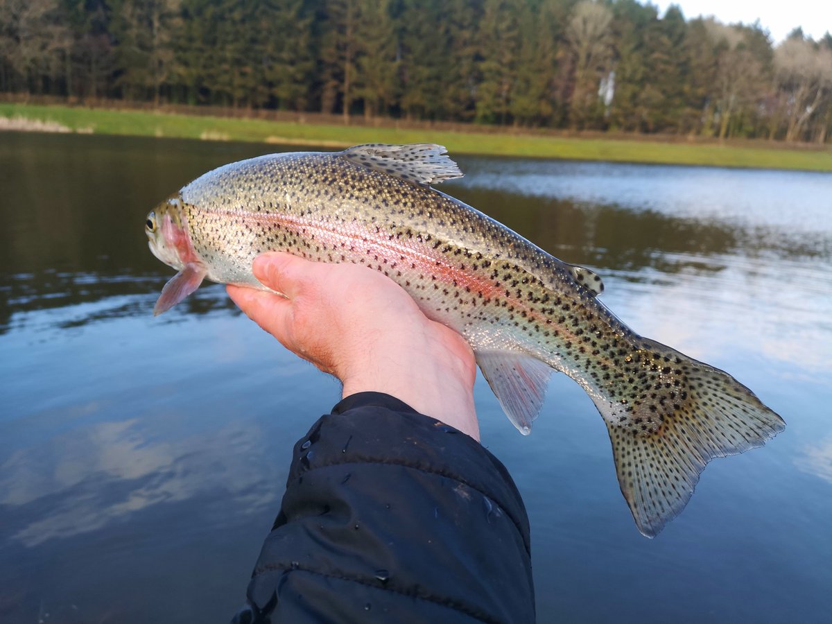 ILukeThomas's tweet photo. Great Saturday for the members opening day at Ynysyfro Reservoir. It was hard going in the morning bbut it soon picked up. #ynysfro #stockiebasher https://t.co/fJiO5A6cyR