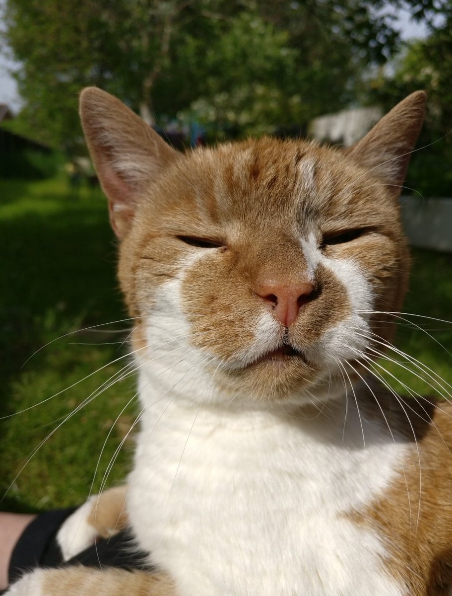 rburt4cats's tweet photo. I know I haven't Tweeted much over the past couple of weeks.... but loss my 21 year old Georgie girl on the 17th February 🧡💔🧡💔🧡 Seemed like she was going to be around forever.... until the Sunday. https://t.co/vSTK9nQLUe