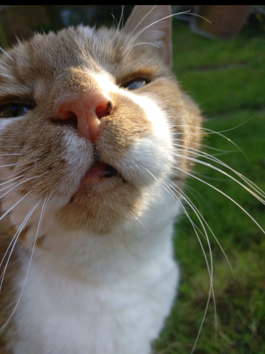 rburt4cats's tweet photo. I know I haven't Tweeted much over the past couple of weeks.... but loss my 21 year old Georgie girl on the 17th February 🧡💔🧡💔🧡 Seemed like she was going to be around forever.... until the Sunday. https://t.co/vSTK9nQLUe