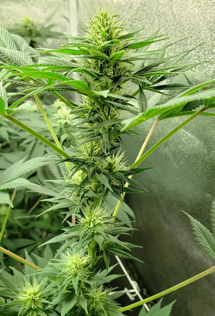 valleyremedy's tweet photo. keep on stacking 😁💚🙏
day 30
#cannabiscommunity #cannabissociety #marijuana #cannabisheals #cannabisculture #staylifted #cannabis #growyourown #ledgrown #supersoil #mmj #homegrown #indoorgrow #organic #growtherapy #plantlife #weed #growmies #learningtogrow #cannafam #stonerfam https://t.co/JwQPuLUafA