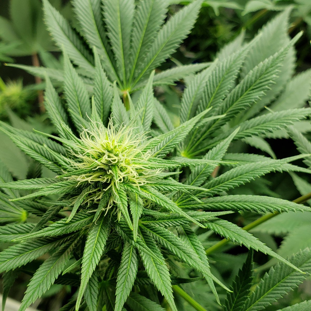 valleyremedy's tweet photo. keep on stacking 😁💚🙏
day 30
#cannabiscommunity #cannabissociety #marijuana #cannabisheals #cannabisculture #staylifted #cannabis #growyourown #ledgrown #supersoil #mmj #homegrown #indoorgrow #organic #growtherapy #plantlife #weed #growmies #learningtogrow #cannafam #stonerfam https://t.co/JwQPuLUafA