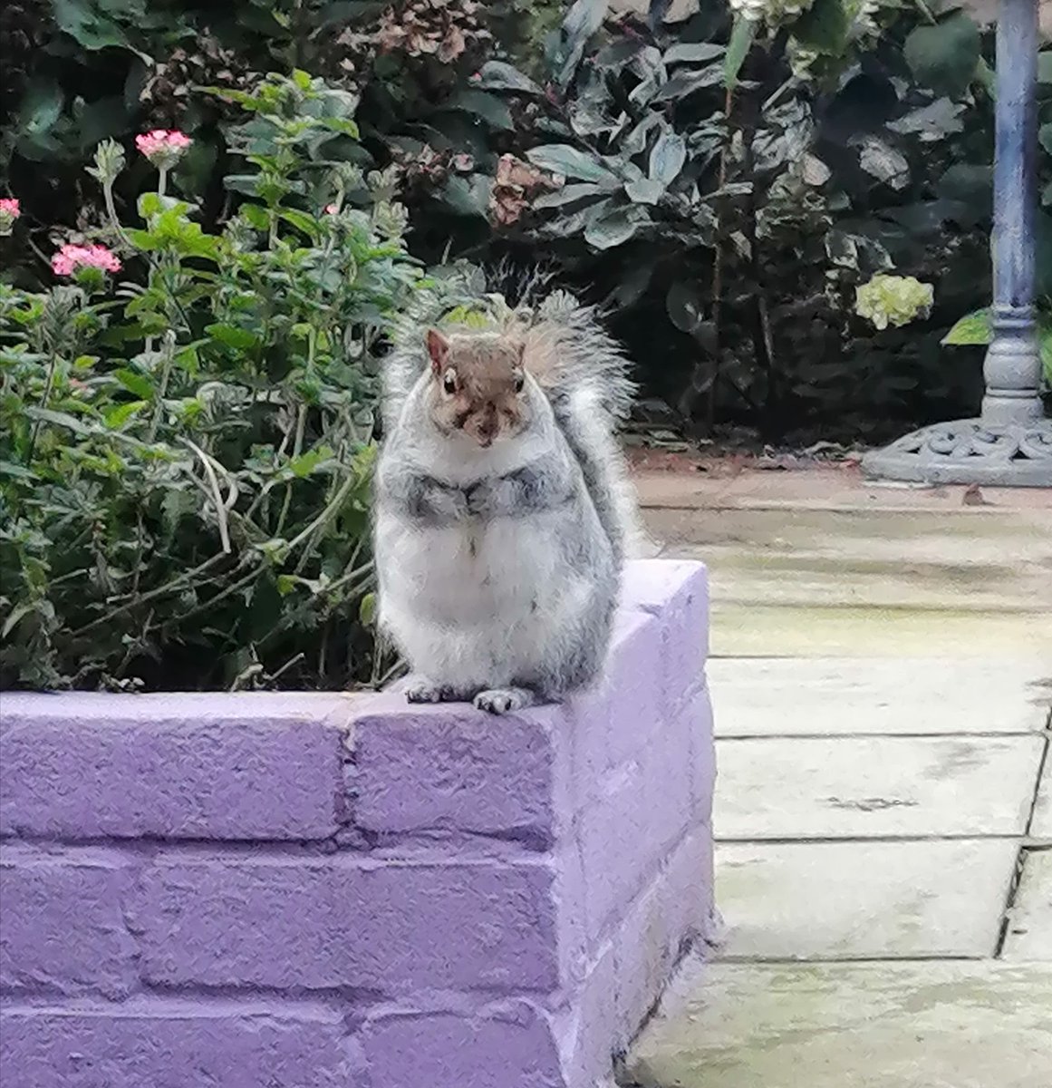 nibbles_the's tweet photo. @SQRocky @Ursss29 @squirrel_doom @MisophonicSpree @SplendidRodent @TrishaVH13 @Lolly_Squirrel @trinitsquirrels @Squirrel_DC @squirrels_rus @madamemurette @SquirrelsofUSD @BowlOsquirrel @YorkU_Squirrel @squarrljam @squirrelgarden1 @TheOnionMaid Thanks rocky, hope all is good 😀🥜🐿️ https://t.co/bwPb7Ot6co