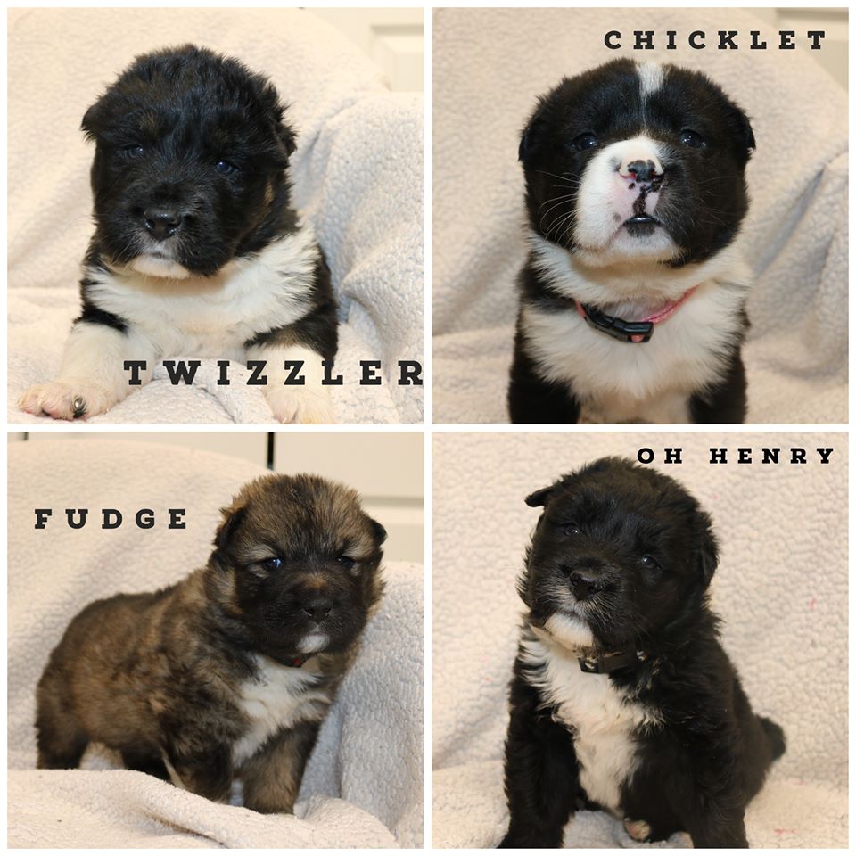 pawsitivematch's tweet image. #SundayFunday with some sweet #puppies! 

Meet Chicklet (F), Fudge (M), Oh Henry (F), and Twizzler (M).

These pups were born approximately January 14, 2020. 

For more details, click here: pawsitivematch.org/dogs/candy-lit…

#adoptapuppy #animalrescue #yycpets