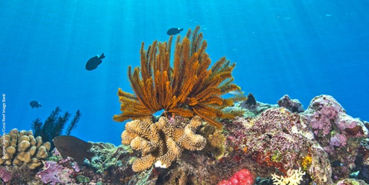 #CoralReefs ...

are  some of the most beautiful, biologically diverse &amp; delicate ecosystems in the world but are facing severe heat stress, says <a href="/IPCC_CH/">IPCC</a> report.

How to save our #WorldHeritage marine sites:  ipcc.ch/srocc/home/ #GlobalGoals