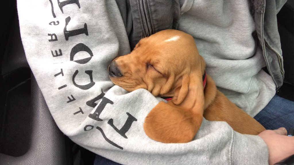 captaincopes's tweet image. Never not sleeping 💤