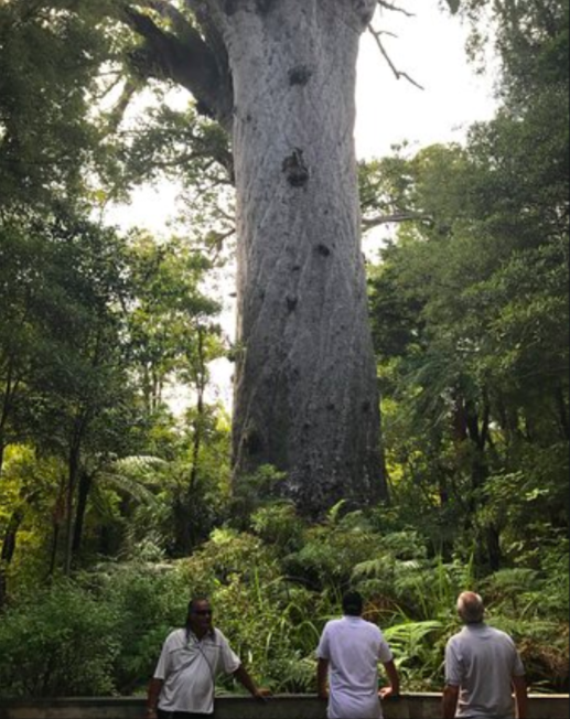 FootprintsNZ's tweet photo. Observe one of the most ancient mysteries of life held within Tāne Mahuta. See the glory in person, bask in its beauty. Take the tour of a lifetime with https://t.co/c7VFgScyl7. A tour to suit everyone - to be remembered for a lifetime. Hear the call of the forest. 🌳🐿️🌲🦋🦎 https://t.co/B8ncTHvOp9