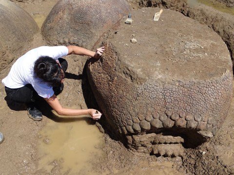 Jamie_Woodward_'s tweet photo. Farmer in Artentina discovers the remains of FOUR ancient armadillos in a dry river bed. The discovery of a group is unique - they may have been a family walking together. The gyptodonts were a genus of heavily armoured mammals - ancestors of the armadillo https://t.co/SHSavOSv2v https://t.co/Mey3xeYZcJ