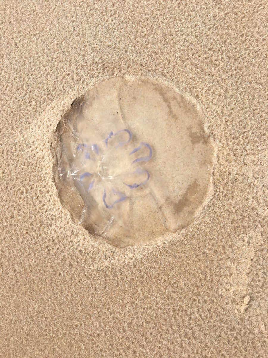 BoggildLab's tweet image. 1/19 Happy Sunday all! Here’s my tweetorial on Skin Lesions in the Returning Traveler. Hope you enjoy! @MedTweetorials @AcademicChatter #MedTweetorials @ASTMH @_ISTM_ @acmcip @AM_Cressman @TheAlyssaLouis @McGillTropMed @UBCDerm @CDCtravel @GHWindow @NaTHNaC @GEORGE_SANT0SH #Skin