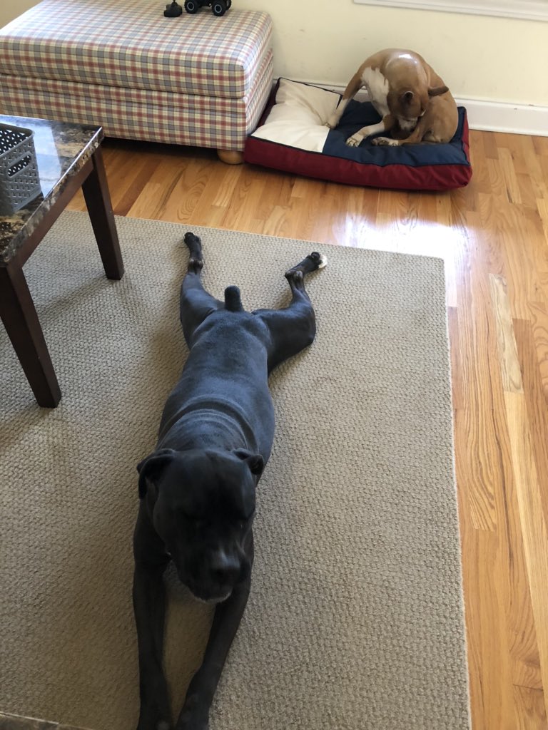 k9kayaks's tweet photo. Damon💭 #SundayStretchDay always stretching for #FrogLegsFriday 🐾🐾❤️ @DobyTheBoxer @jenfox84 @karaheward @annette_fry @TaterSpeck @boxer_sacha @babyboxersiob @Fredtheboxerdog @Cass_C7 @SjCattledog @dogcelebration @BigCatTA @HankBoxerdog @StacieMazzotta https://t.co/VxSnylKAyP